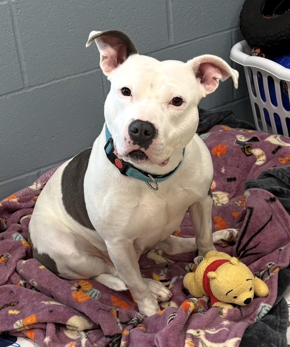 Dina, Adoptable, Adult Female Pit Bull Terrier.