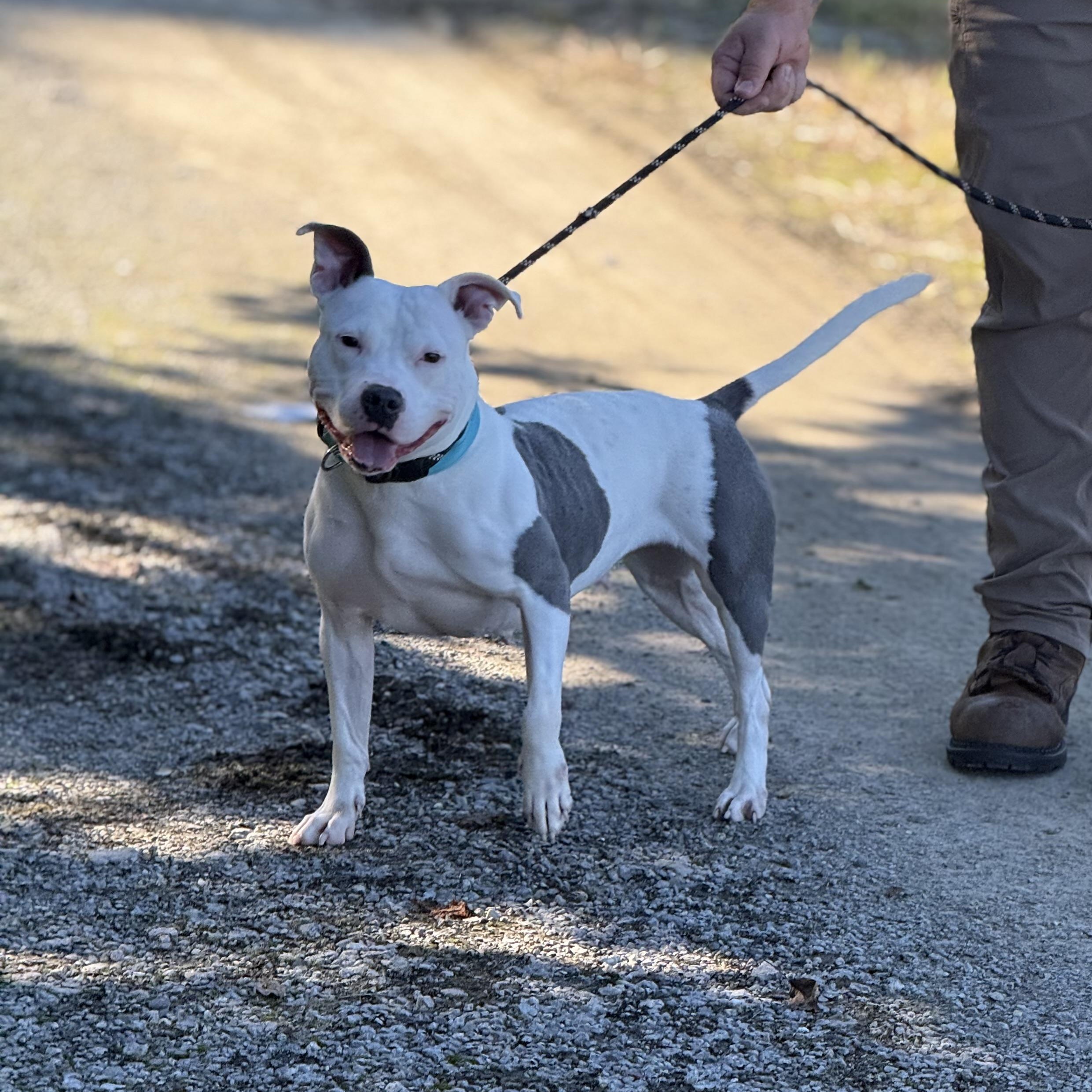 Dina, a Adoptable mixed breed in Youngstown, OH image 1/6