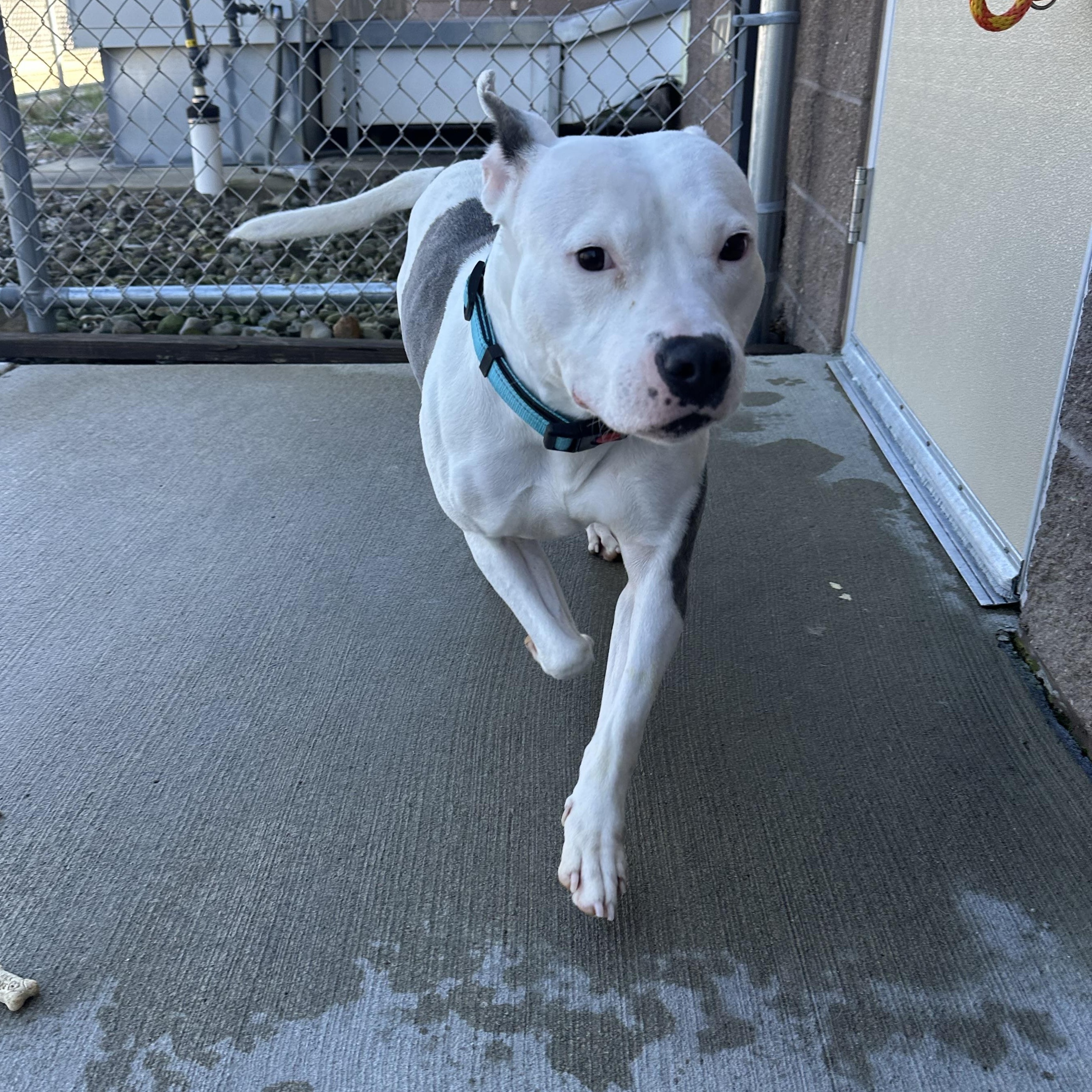 Dina, a Adoptable mixed breed in Youngstown, OH image 5/6