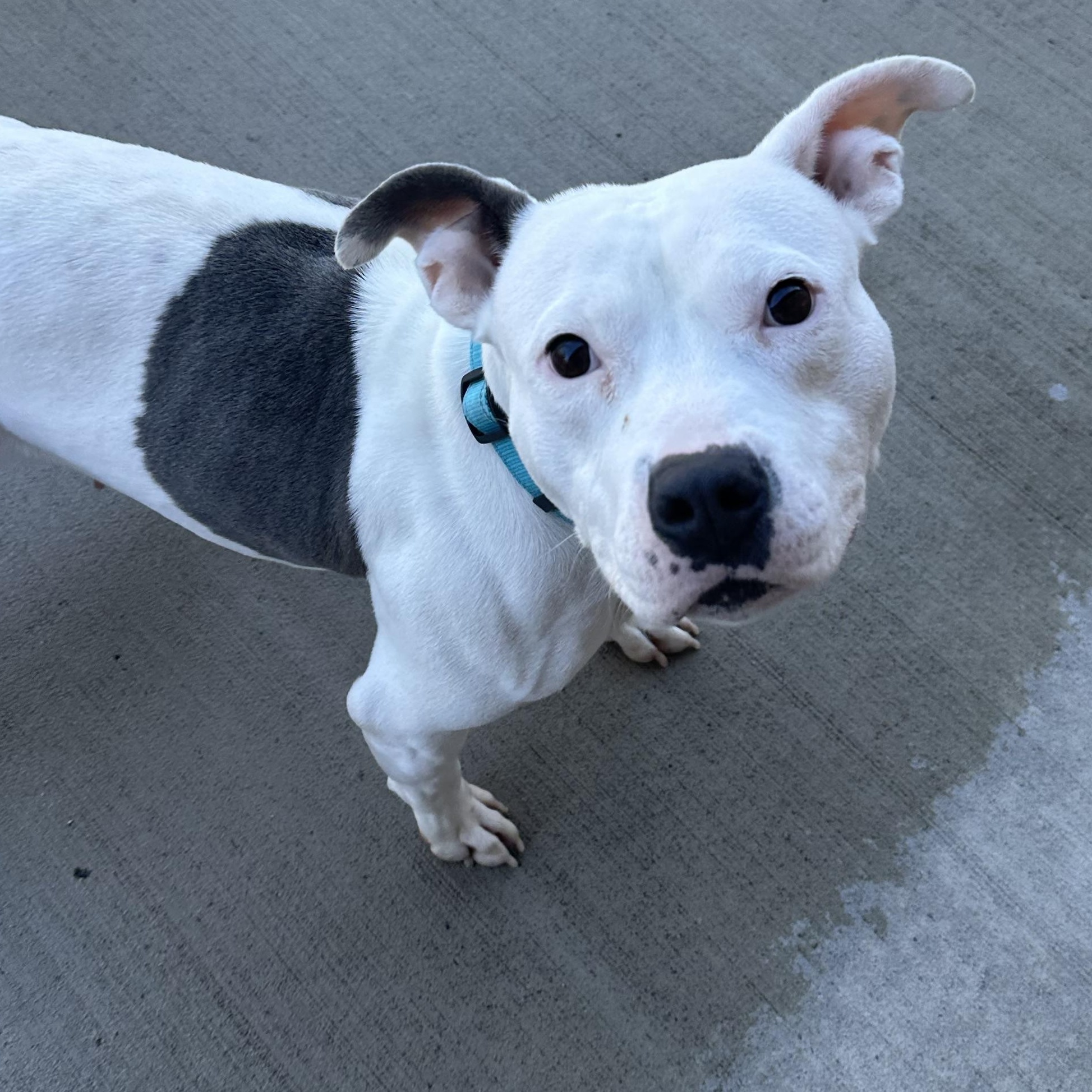 Dina, a Adoptable mixed breed in Youngstown, OH image 2/6