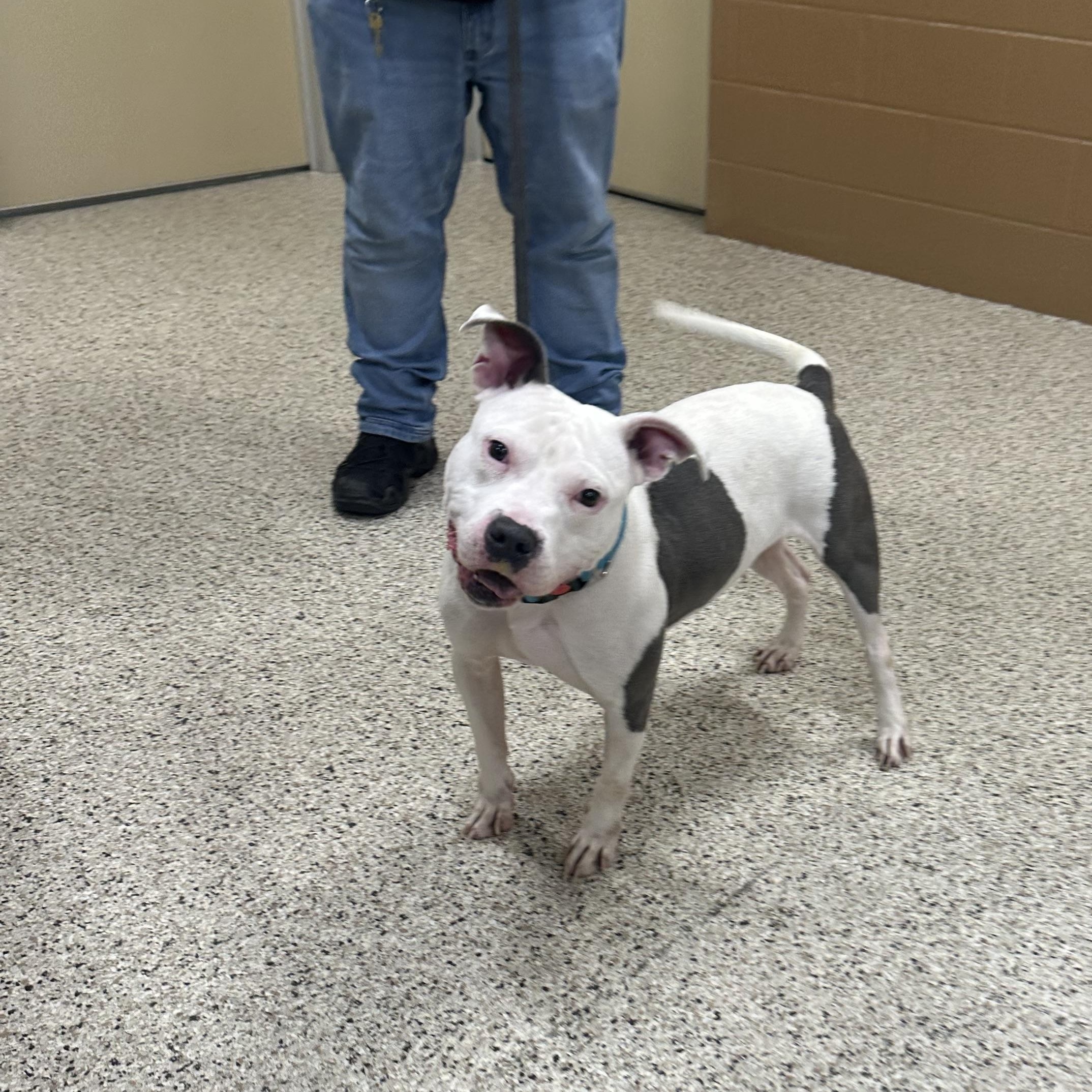 Dina, a Adoptable mixed breed in Youngstown, OH image 3/6