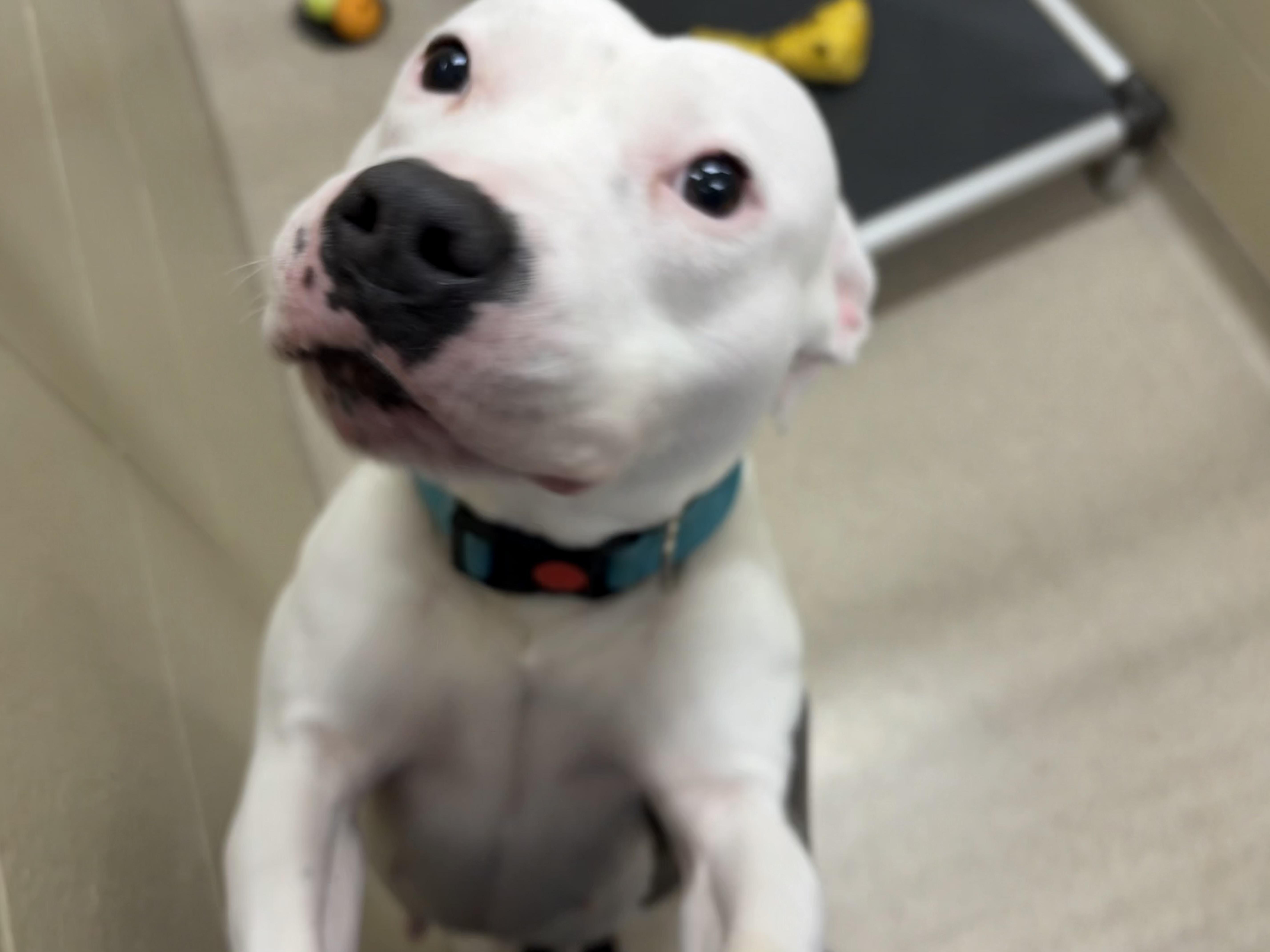 Dina, a Adoptable mixed breed in Youngstown, OH image 6/6