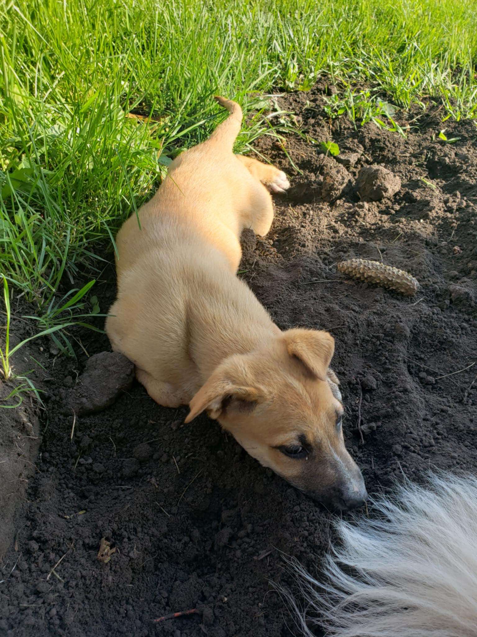 Dog for adoption Ava 24217, a Mixed Breed in Bottineau, ND Petfinder