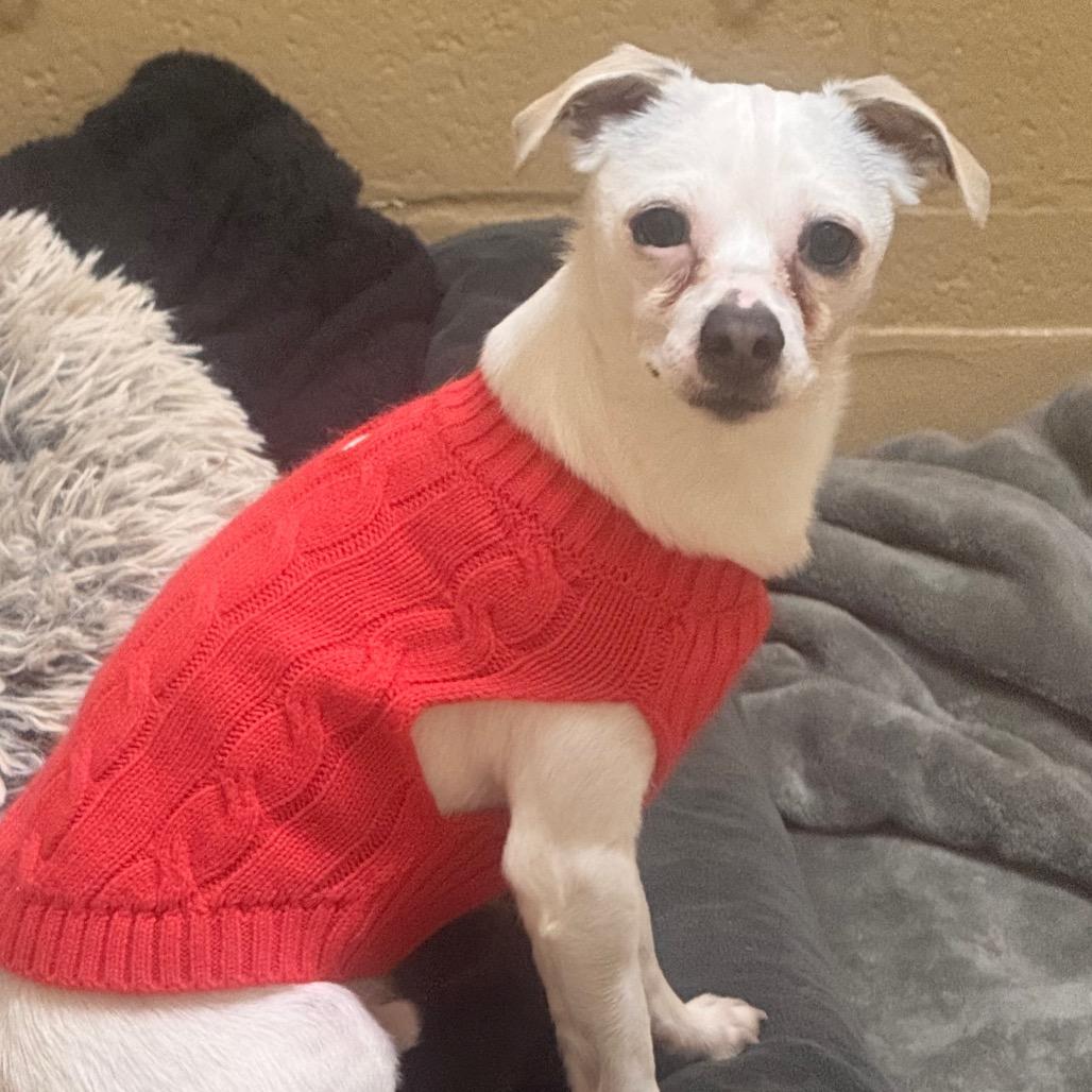 Moss, Adoptable, Adult Male Chihuahua & Terrier.