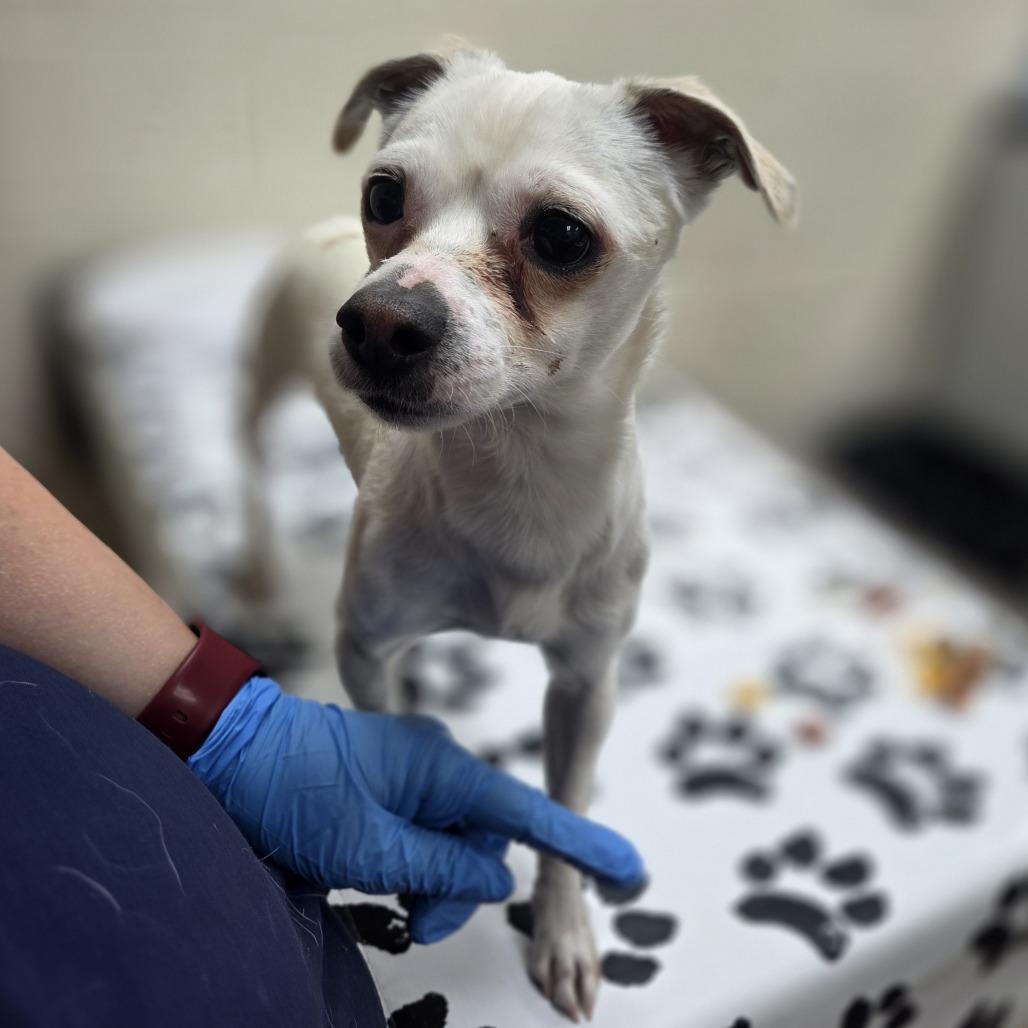 Enlarge Moss, a Adoptable mixed breed in Incline Village, NV image 3/5