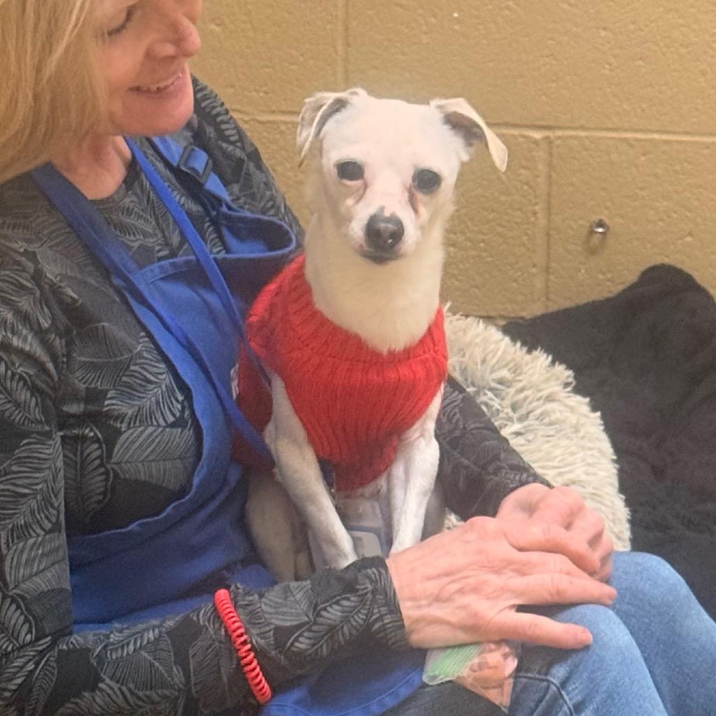 Enlarge Moss, a Adoptable mixed breed in Incline Village, NV image 4/5