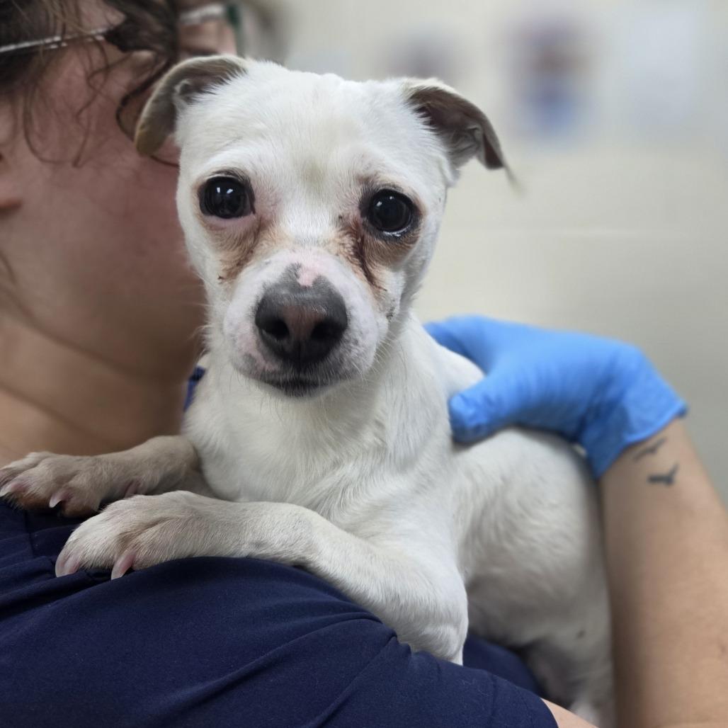 Enlarge Moss, a Adoptable mixed breed in Incline Village, NV image 5/5