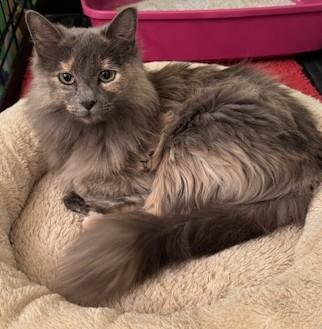 Louisiana25, ADOPTABLE, Young Female Domestic Long Hair.