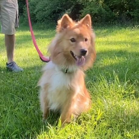 Enlarge Sunshine  (simba), a Adoptable mixed breed in Kittanning, PA image 1/1