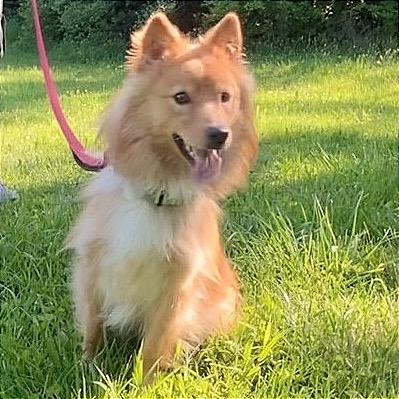 Sunshine (simba), Adoptable, Young Male Australian Shepherd & Mixed Breed.