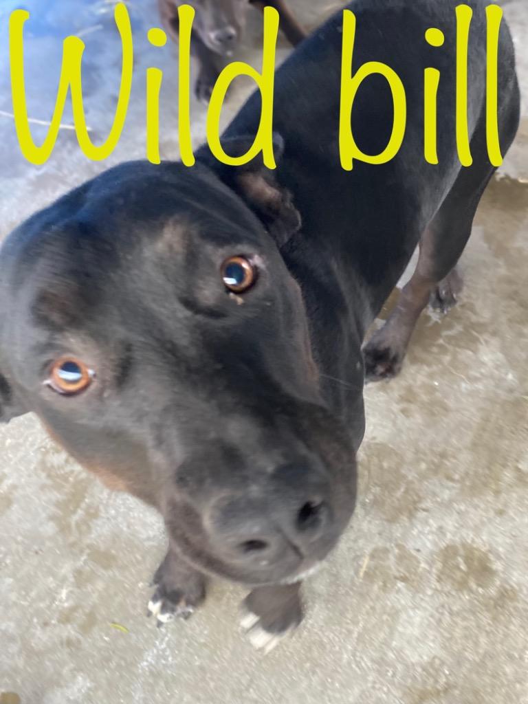 Wild Bill, a Adoptable mixed breed in Big Spring, TX image 1/5