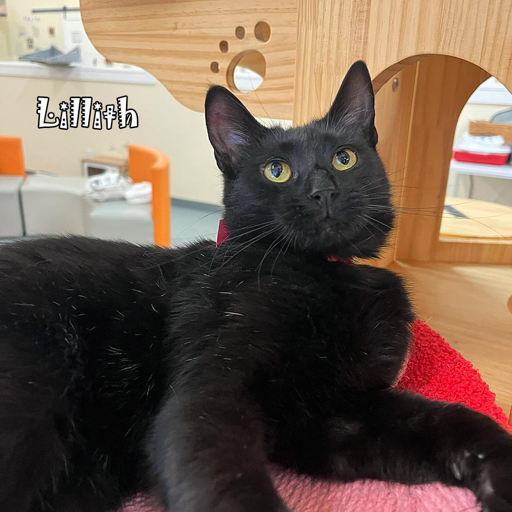 Lilith @ Pawz Pet Cafe, Adoptable, Adult Female Domestic Short Hair.