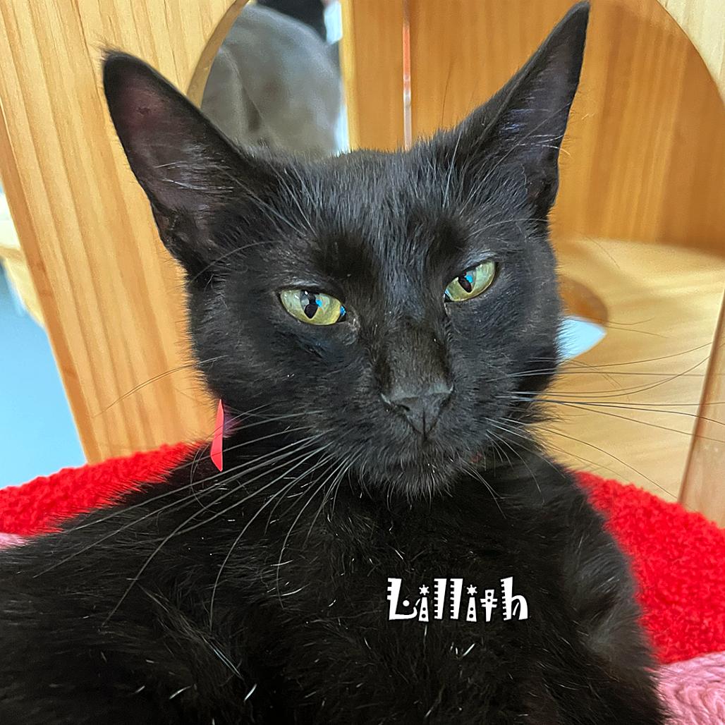 Enlarge Lilith @ Pawz Pet Cafe, a Adoptable Domestic Short Hair in Carmel, IN image 2/4