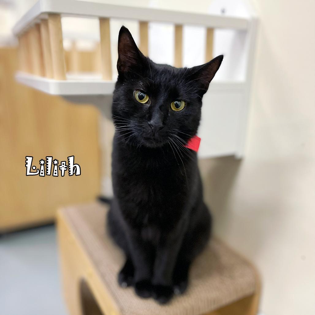 Enlarge Lilith @ Pawz Pet Cafe, a Adoptable Domestic Short Hair in Carmel, IN image 3/4