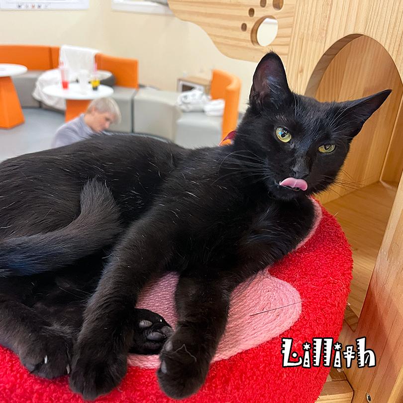 Enlarge Lilith @ Pawz Pet Cafe, a Adoptable Domestic Short Hair in Carmel, IN image 4/4