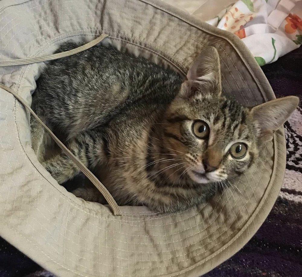 Petal, Adopted, Kitten Female Domestic Short Hair.