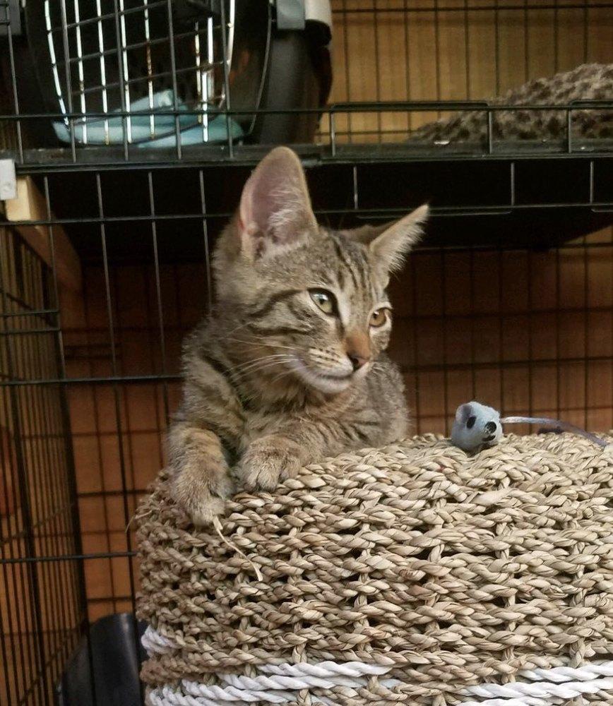 Enlarge Petal, a Adopted Domestic Short Hair in Forest Knolls, CA image 2/2