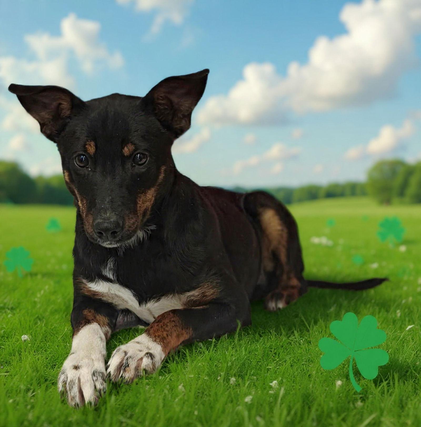 Venus 26/068, Adoptable, Young Female Terrier & Feist.