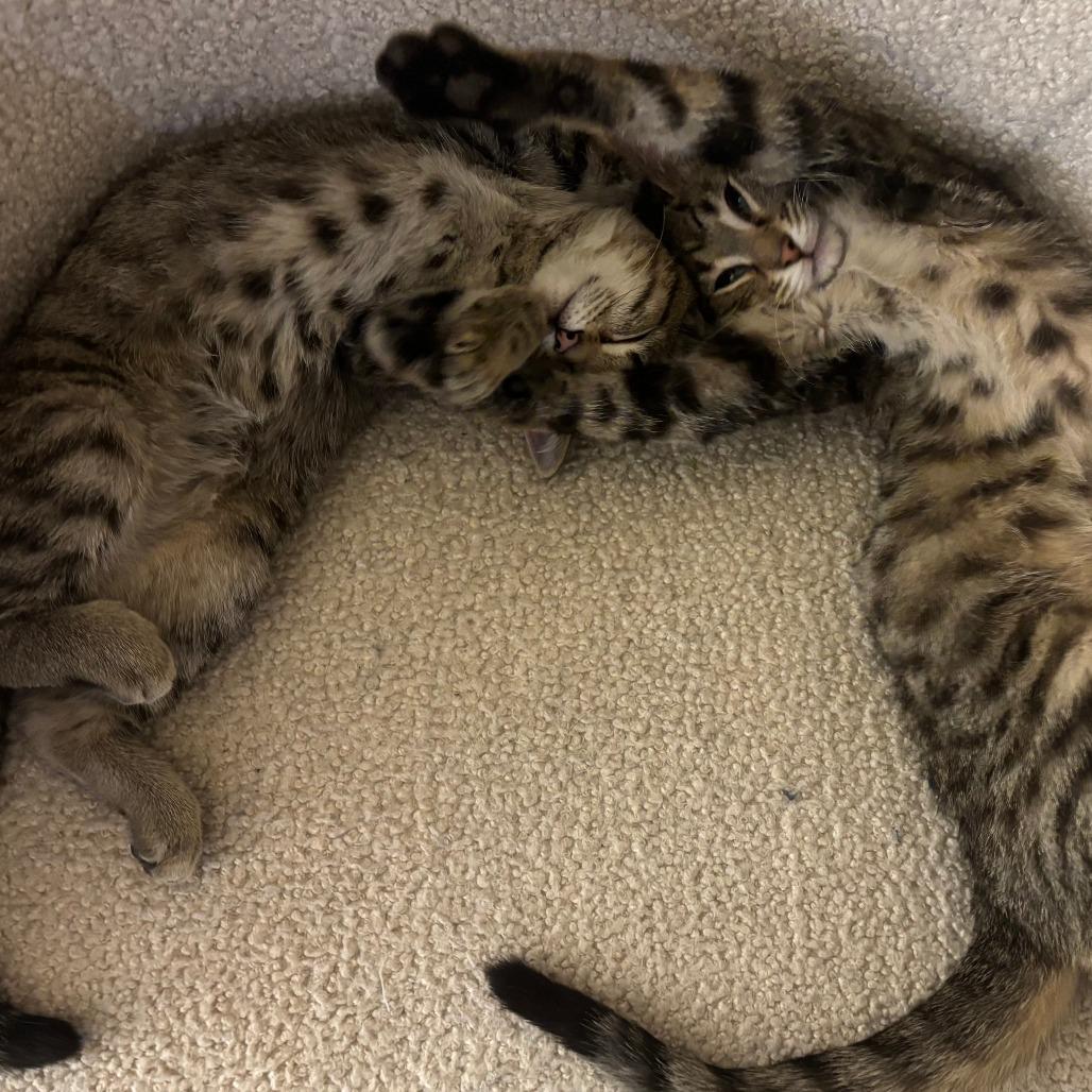 Toph, Adoptable, Kitten Female Domestic Short Hair.