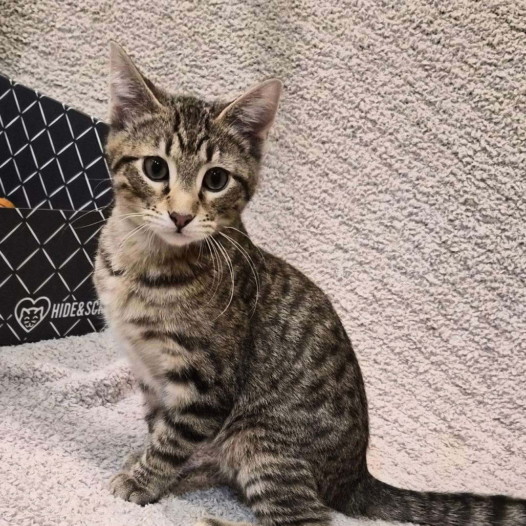 Toph, a Adoptable Domestic Short Hair in Saint Charles, MO image 2/5