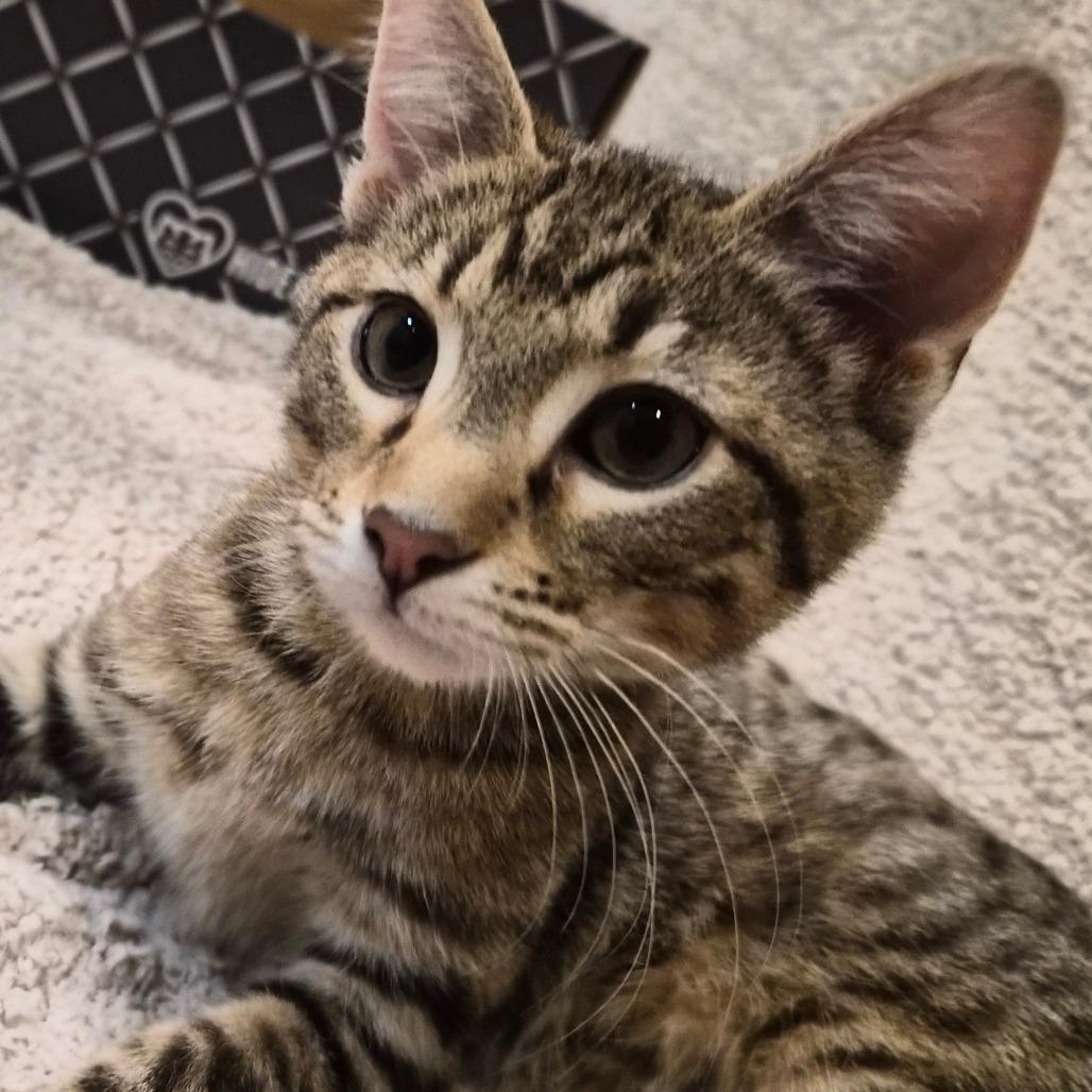 Toph, a Adoptable Domestic Short Hair in Saint Charles, MO image 4/5