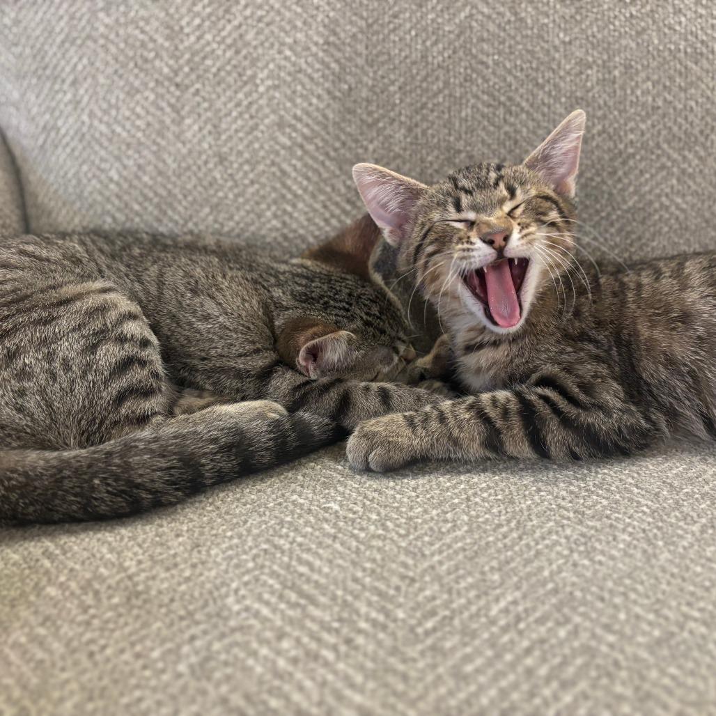 Toph, a Adoptable Domestic Short Hair in Saint Charles, MO image 5/5