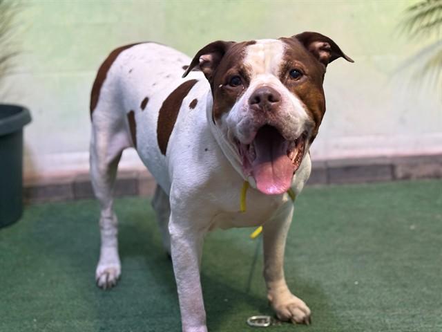 MILO, Adoptable, Adult Male Pit Bull Terrier.