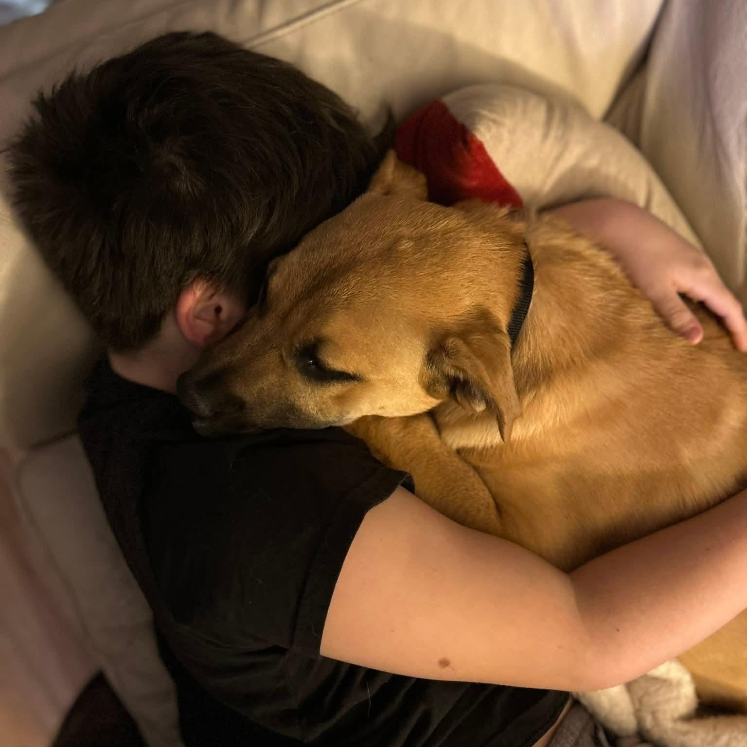 Enlarge Jack - ADOPTED!, an adopted mixed breed in Mount Bethel, PA image 3/5