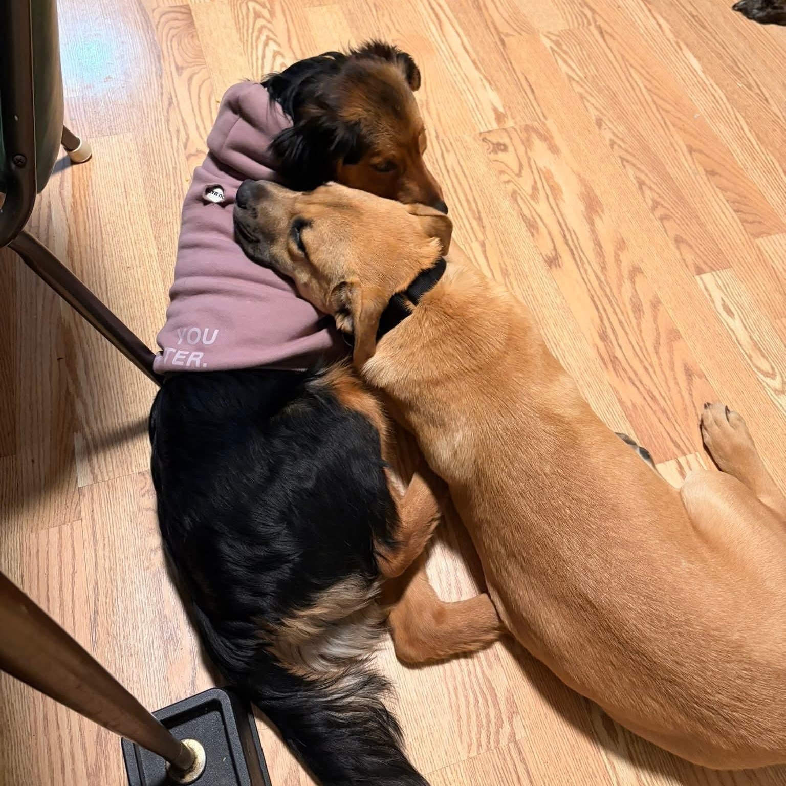 Enlarge Jack - ADOPTED!, an adopted mixed breed in Mount Bethel, PA image 4/5