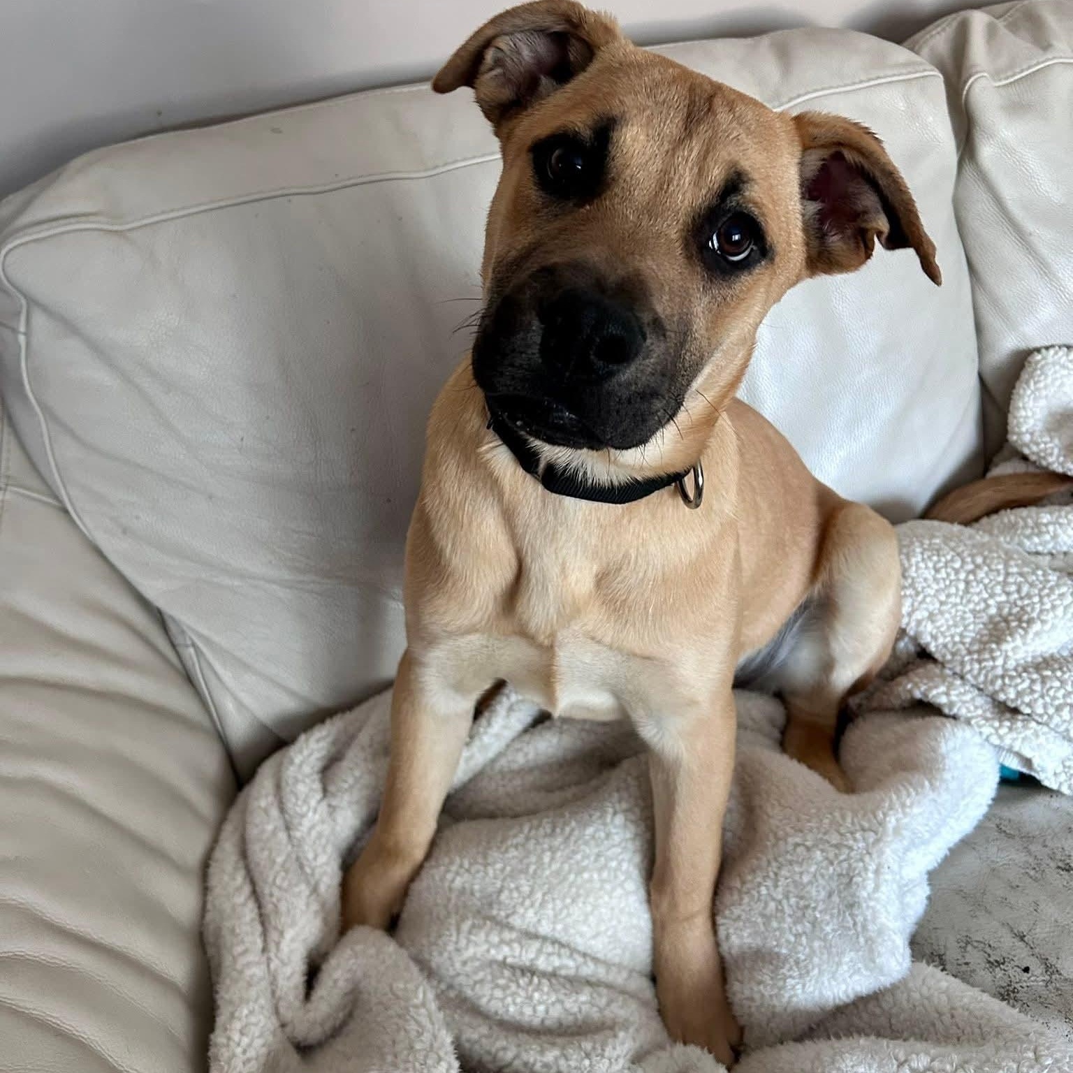 Enlarge Jack - ADOPTED!, an adopted mixed breed in Mount Bethel, PA image 1/5