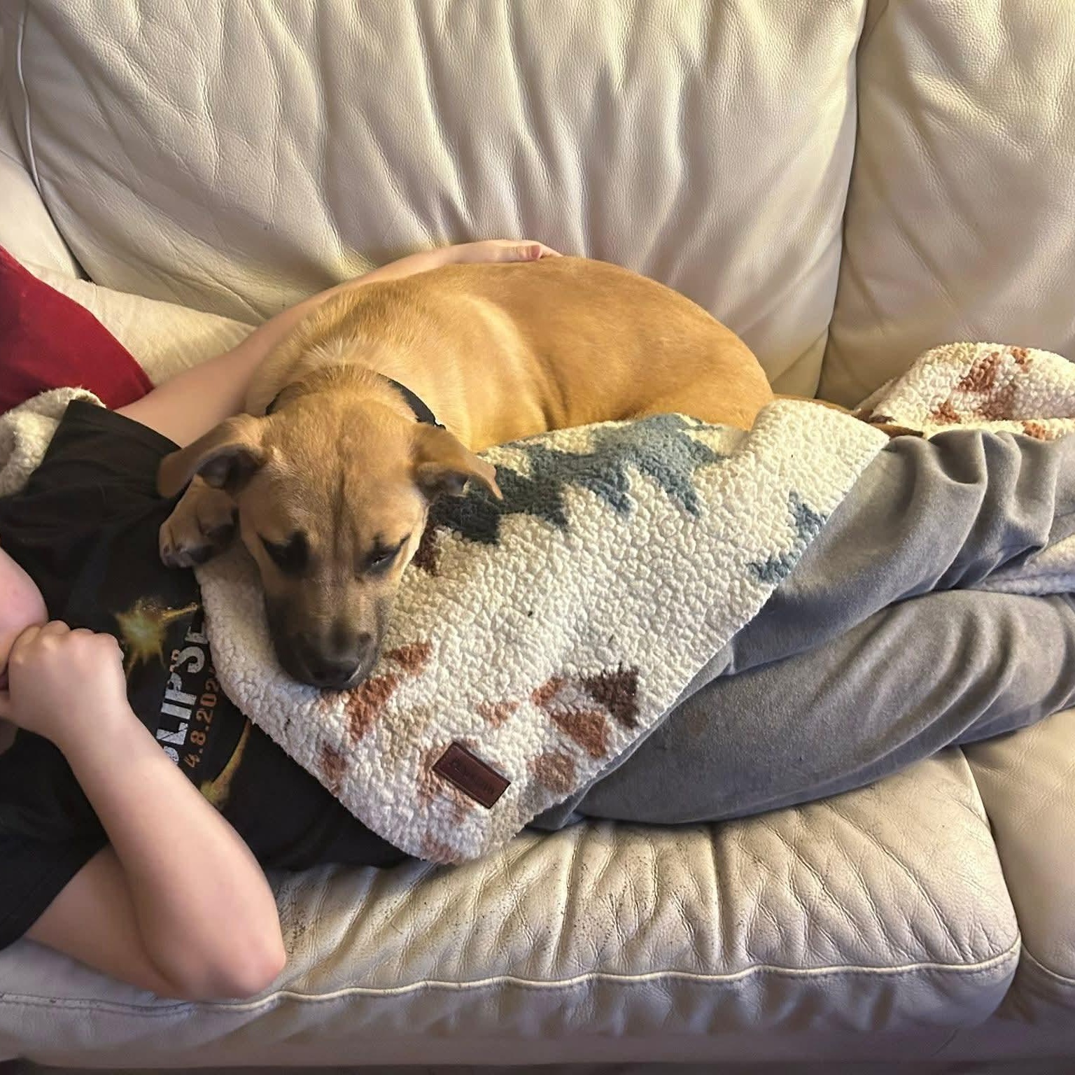 Enlarge Jack - ADOPTED!, an adopted mixed breed in Mount Bethel, PA image 2/5