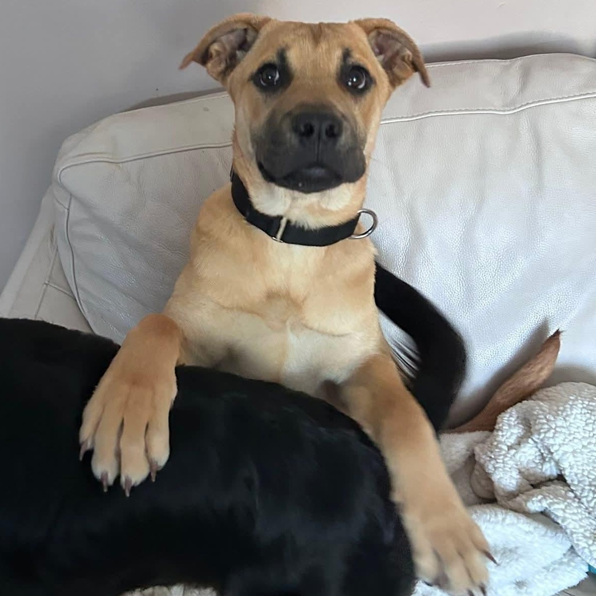 Enlarge Jack - ADOPTED!, an adopted mixed breed in Mount Bethel, PA image 5/5