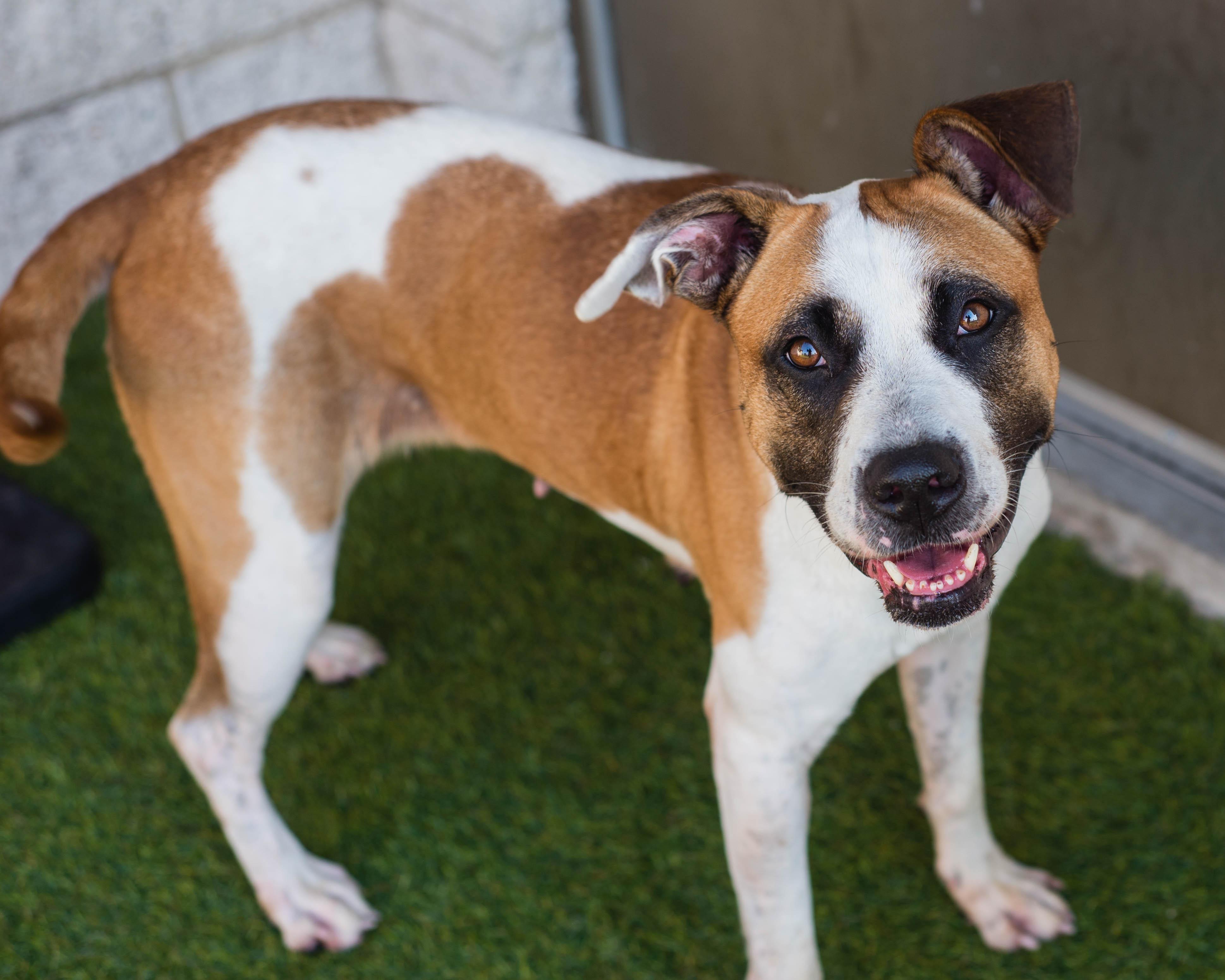 Stevie, Adoptable, Adult Female Boxer.