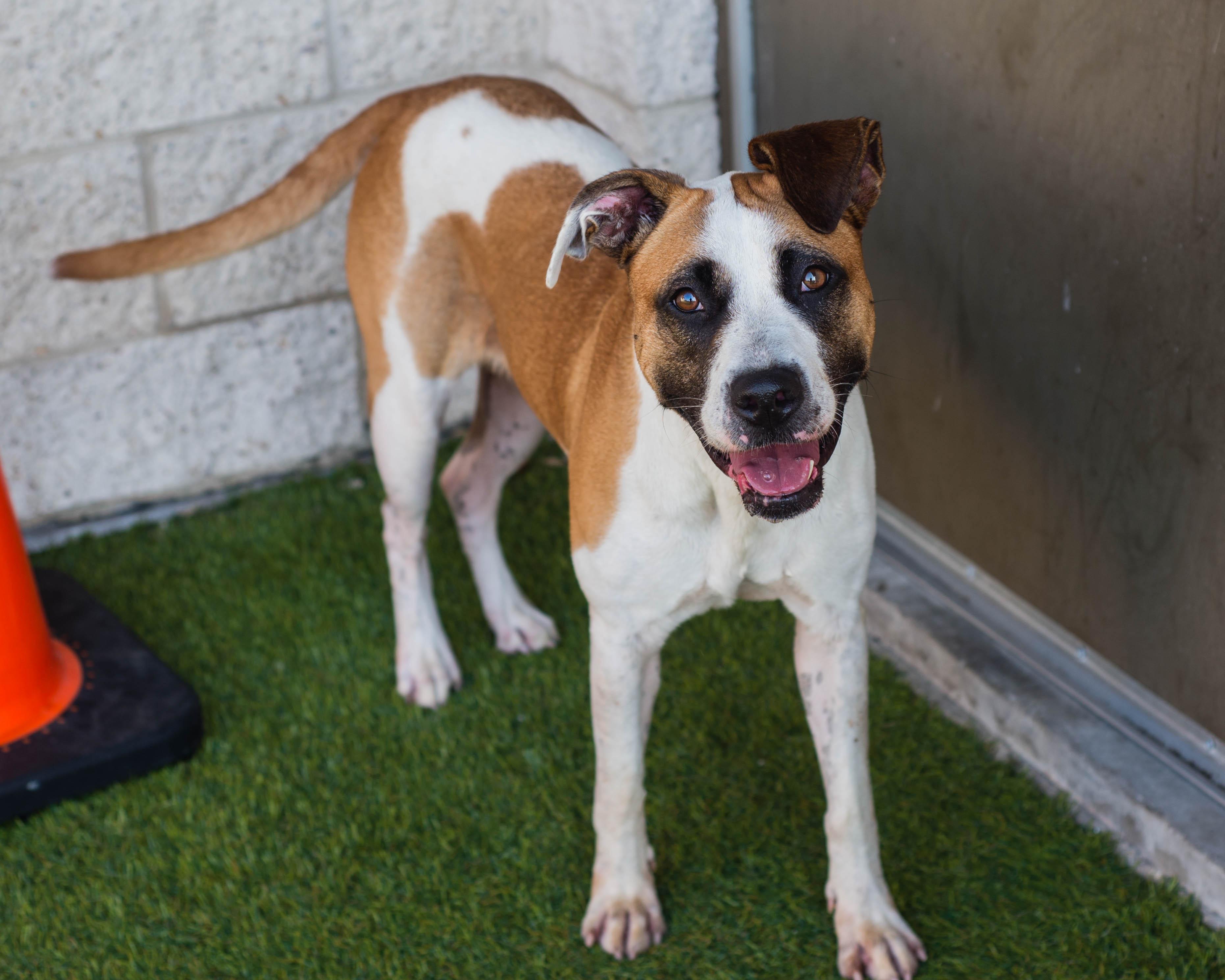 Enlarge Stevie, a Adoptable mixed breed in Mont Belvieu, TX image 2/3