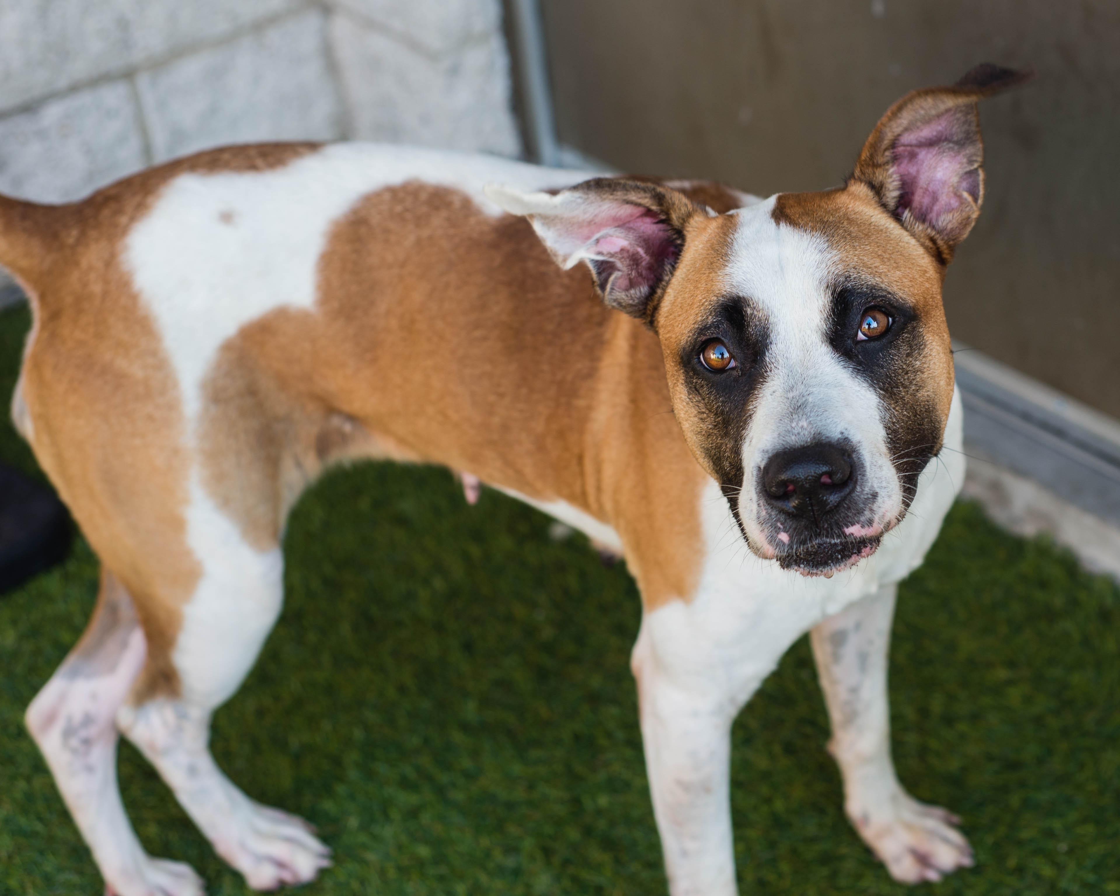 Enlarge Stevie, a Adoptable mixed breed in Mont Belvieu, TX image 3/3