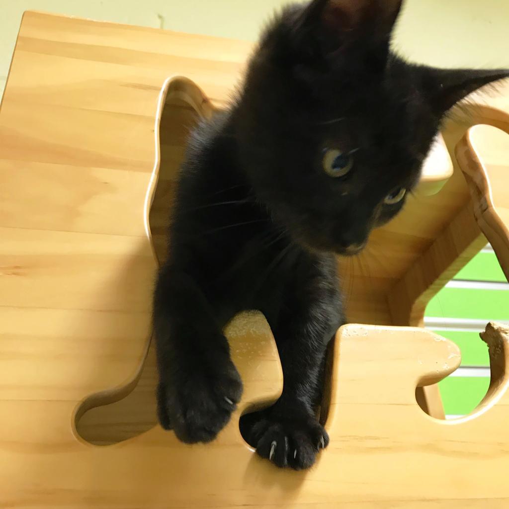 Enlarge Maximus, a Adoptable Domestic Short Hair in Naples, FL image 1/4