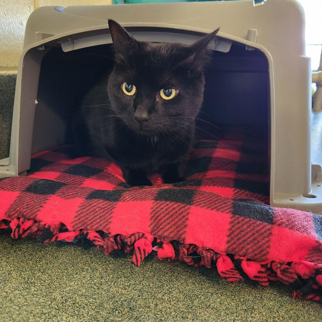 Enlarge Maximus, a Adoptable Domestic Short Hair in Naples, FL image 2/4