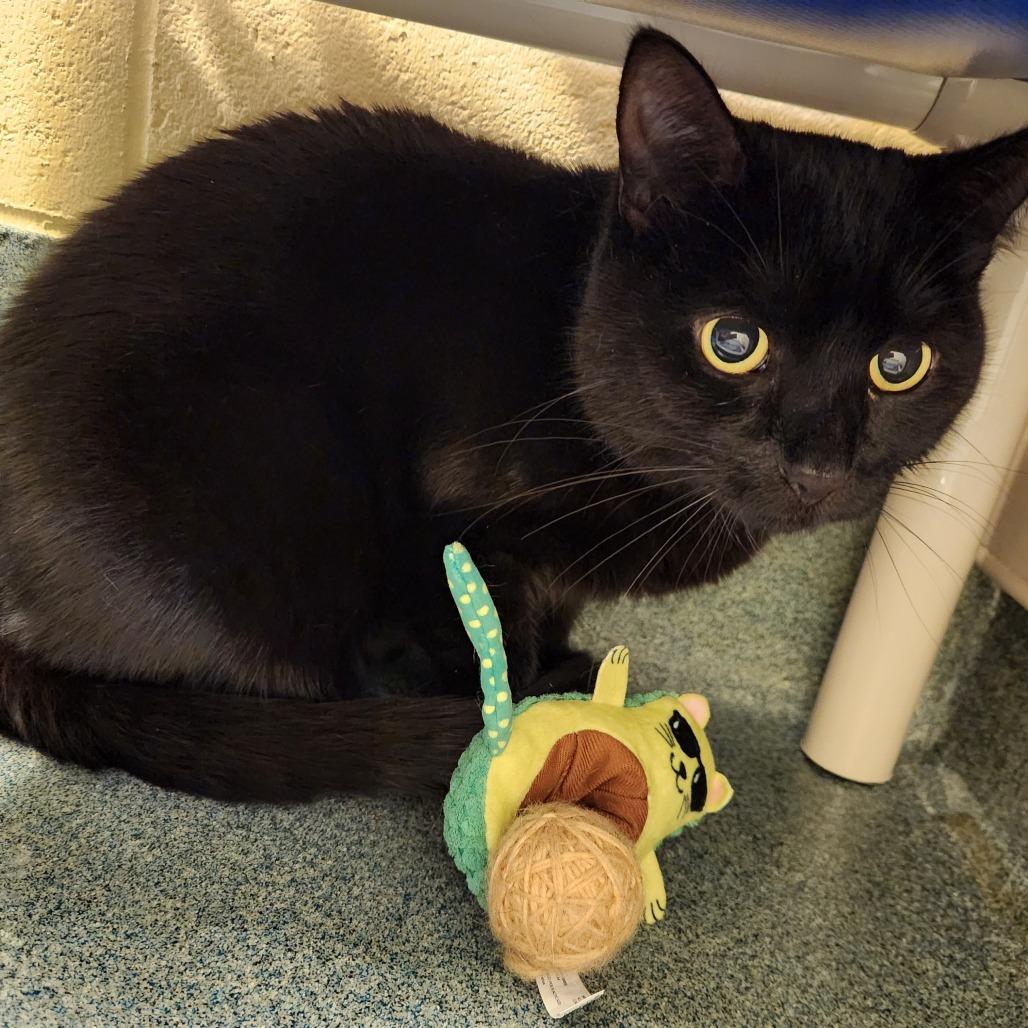 Enlarge Maximus, a Adoptable Domestic Short Hair in Naples, FL image 3/4