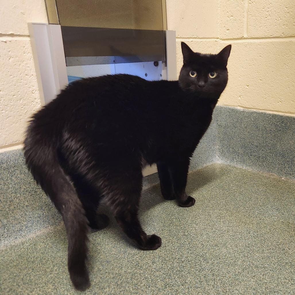 Enlarge Maximus, a Adoptable Domestic Short Hair in Naples, FL image 4/4