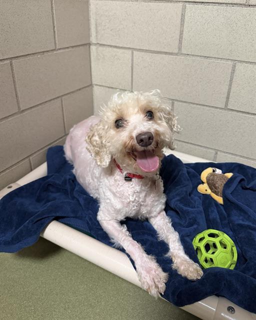 PELUSA, Adoptable, Adult Female Havanese.