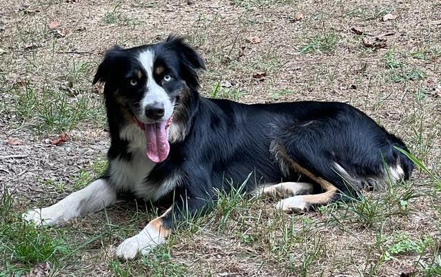 Lilly VA, Adoptable, Adult Female Australian Shepherd.