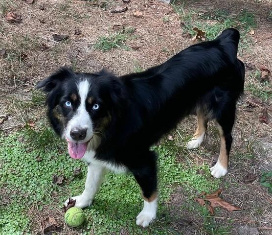Lilly VA, a Adoptable Australian Shepherd in Richmond, VA image 2/2