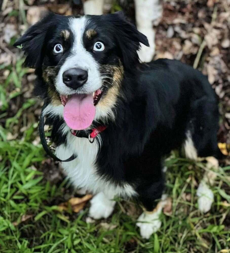 Enlarge Lilly VA, a Adoptable Australian Shepherd in Richmond, VA image 4/4