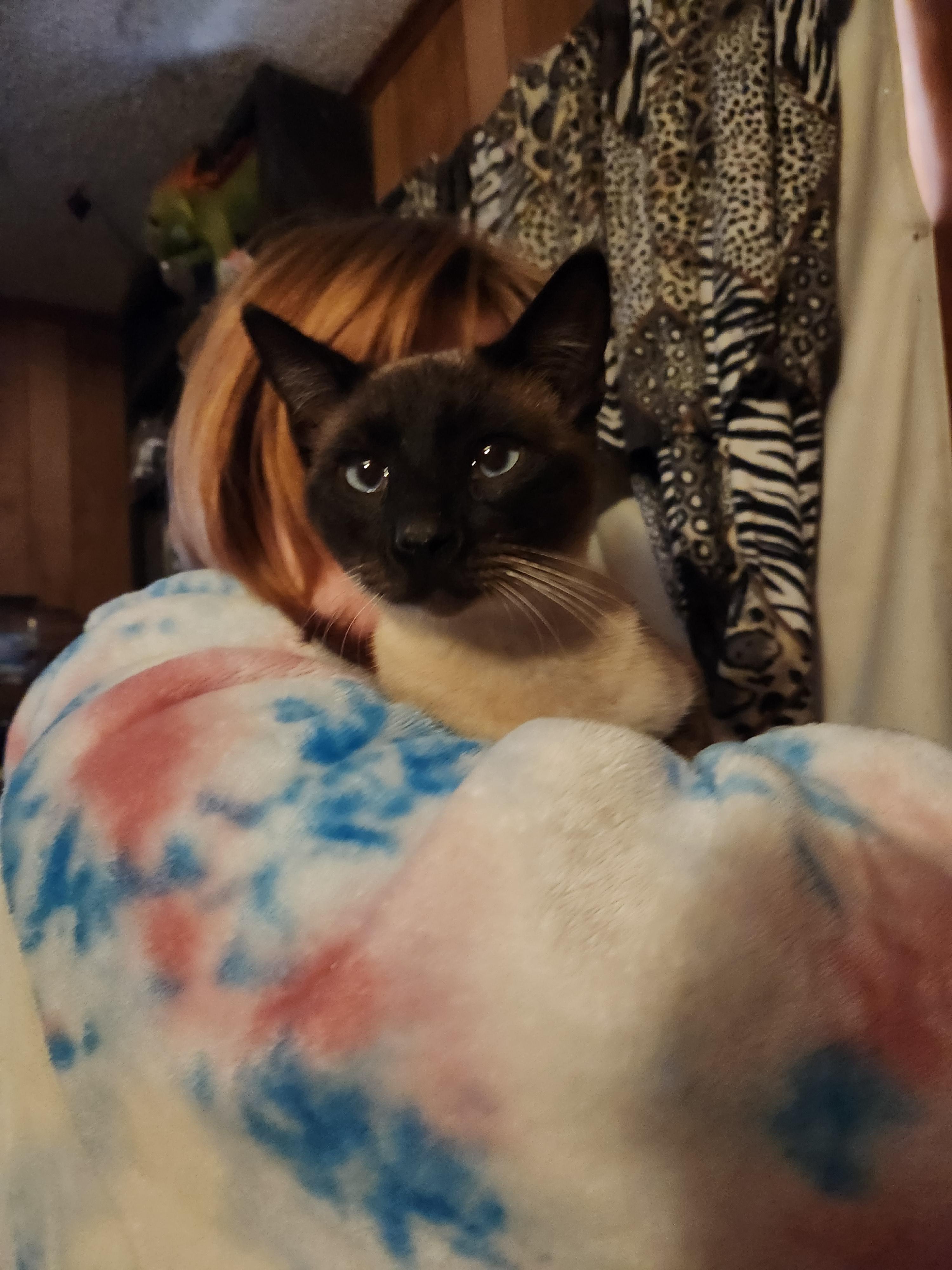 Enlarge Gumbo, an adopted Tonkinese in Mount Pleasant, TX image 1/2