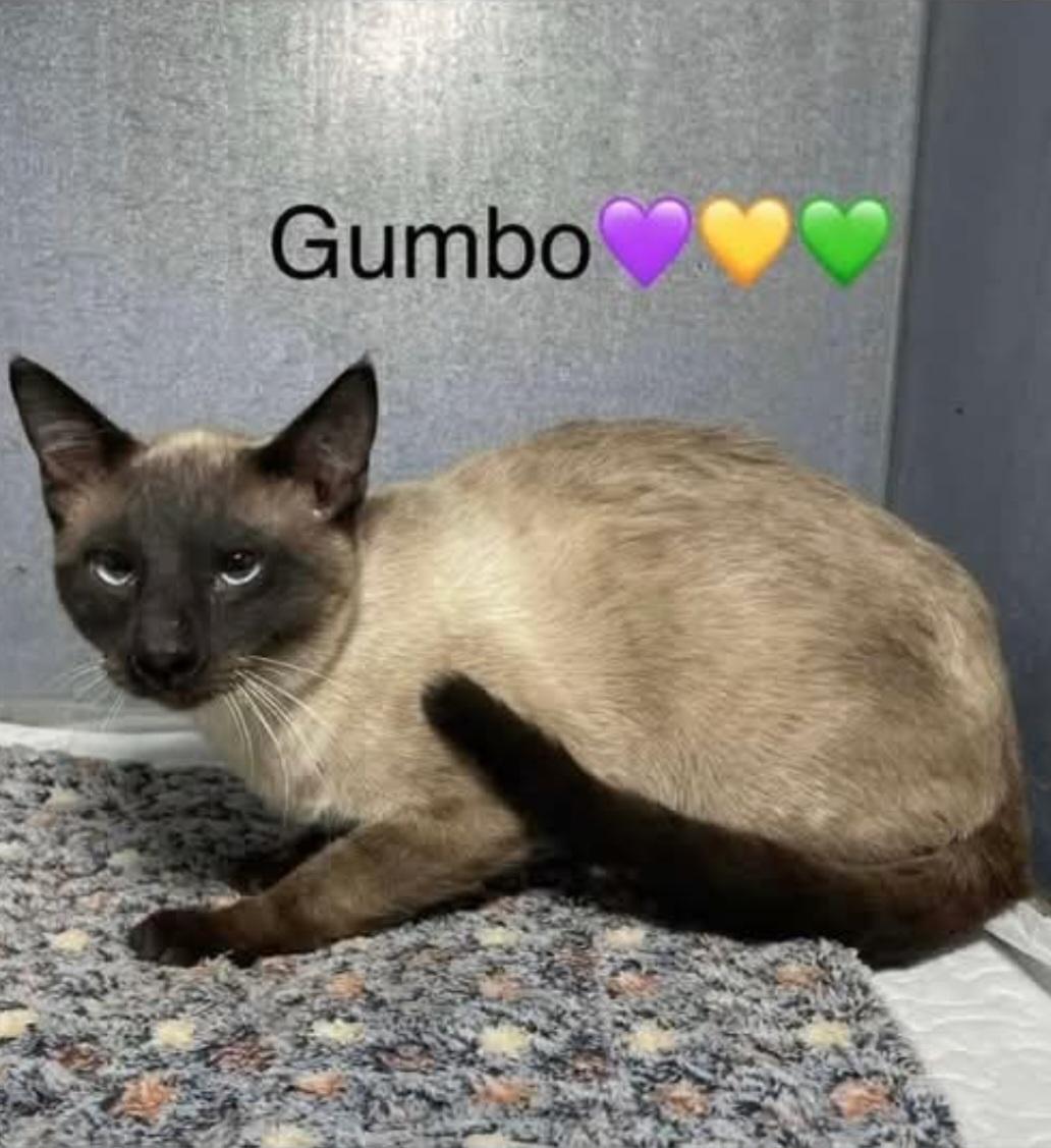 Gumbo thumbnail 2