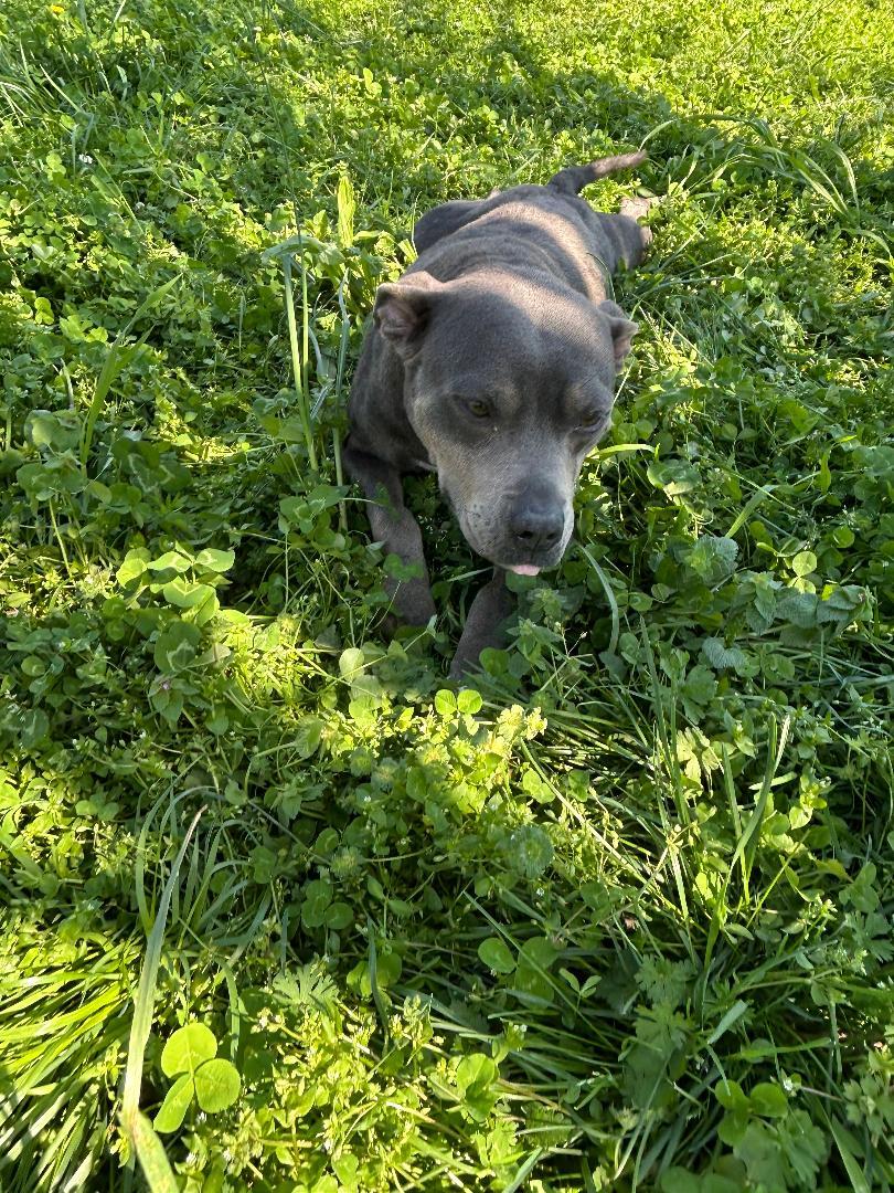 Enlarge Valentine, a ADOPTABLE mixed breed in Lancaster, SC image 1/1