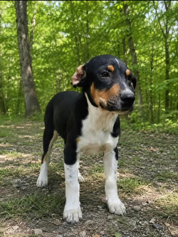 Tigger, ADOPTABLE, Puppy Male Greater Swiss Mountain Dog.