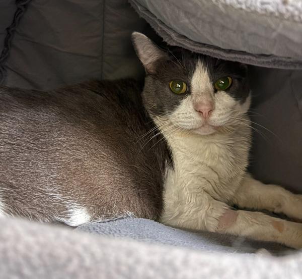 Spud, Adoptable, Senior Male Domestic Short Hair.
