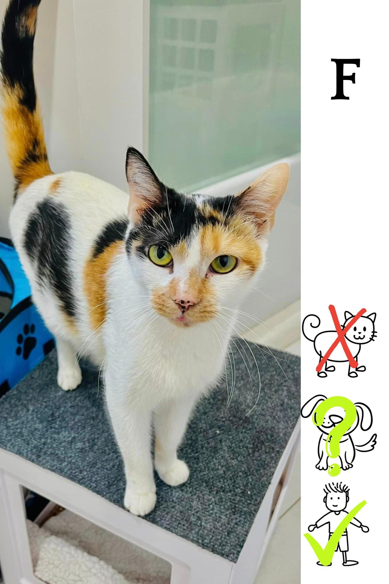 Moon, Adult Female Domestic Short Hair