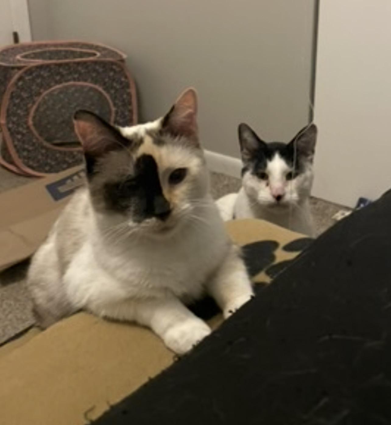 Enlarge Mike, a Adoptable mixed breed in Lockport, IL image 1/4